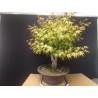Acer palmatum yamamomiji 1