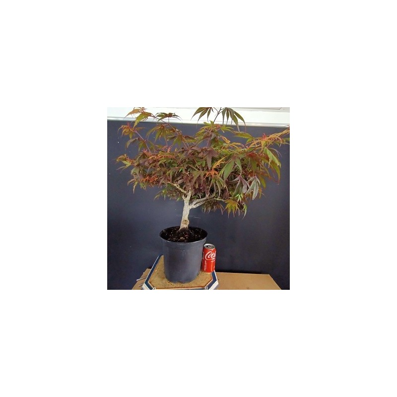Acer Palmatum shaina 1