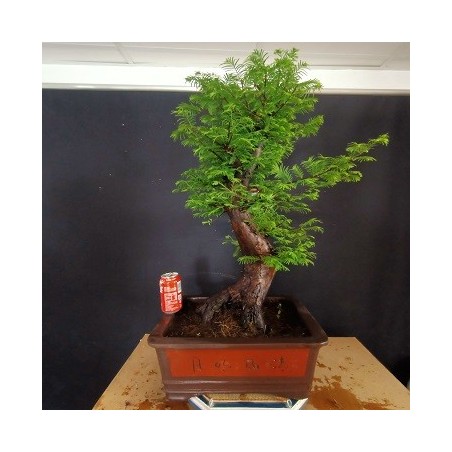 Metasequoia 2