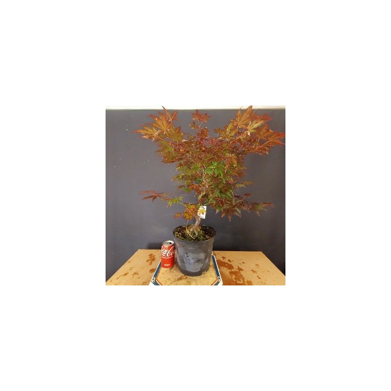 Acer Palmatum atropurpurea 3 Acer Palmatum atropurpurea 3