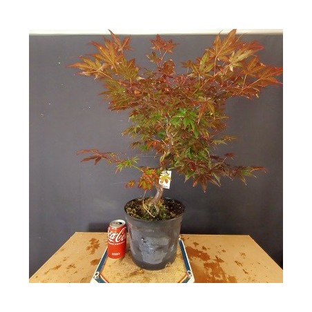 Acer Palmatum atropurpurea 3