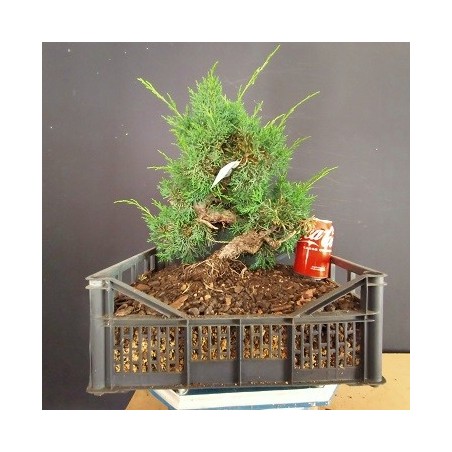juniperus chinensis kishu 7