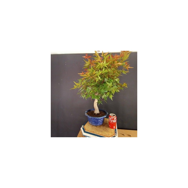 Acer Palmatum chishio 4 Acer Palmatum chishio 4