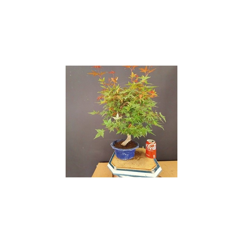 Acer Palmatum chishio 6 Acer Palmatum chishio 6