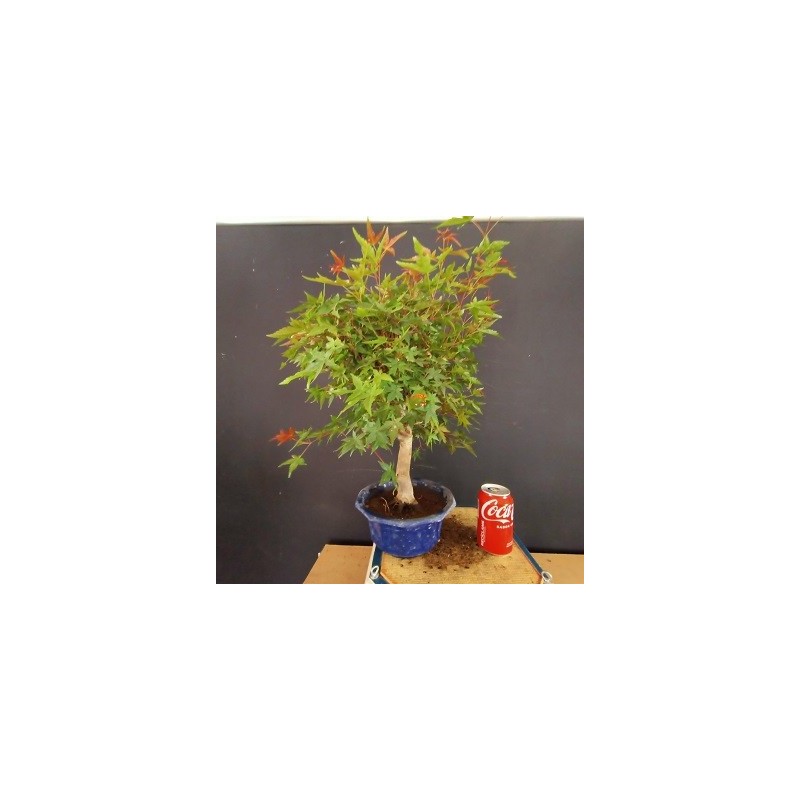 Acer Palmatum chishio 1 Acer Palmatum chishio 1