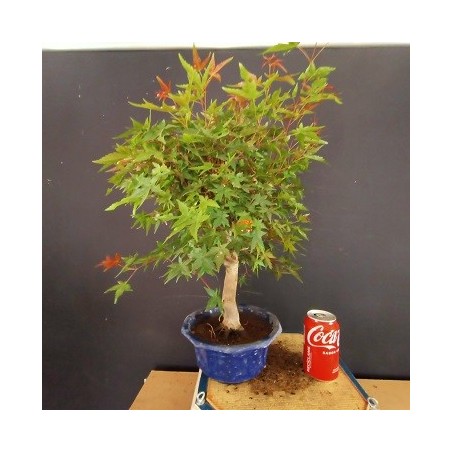 Acer Palmatum chishio 1