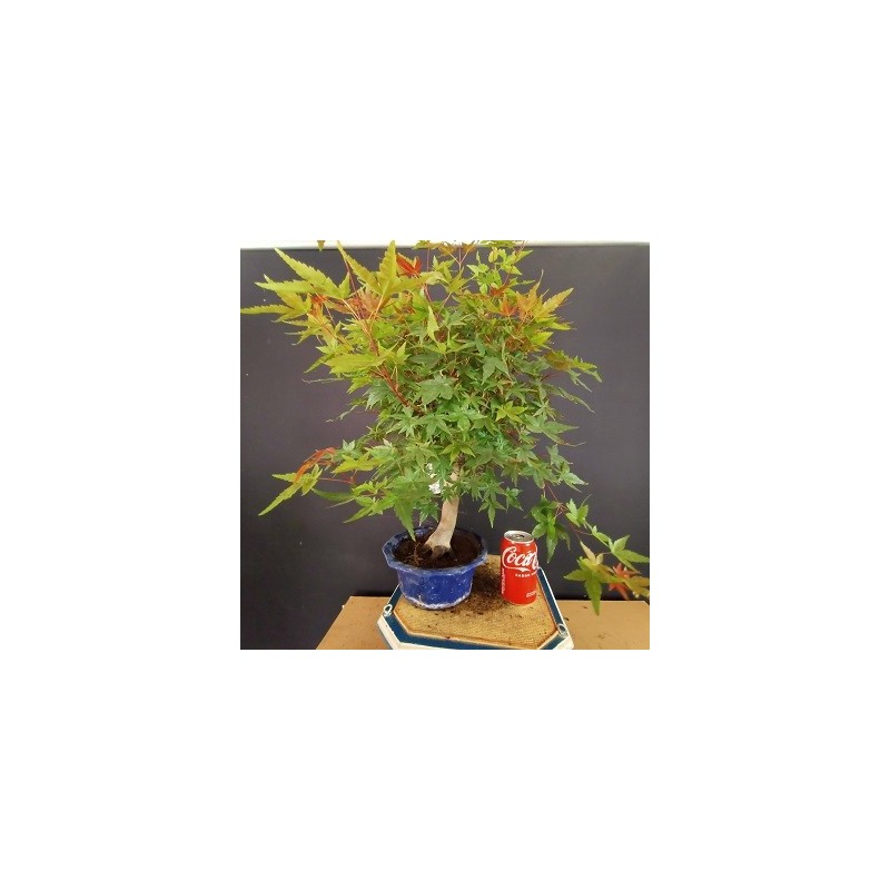 Acer Palmatum chishio 3 Acer Palmatum chishio 3