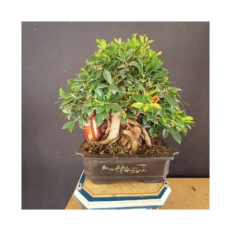 Ficus 6