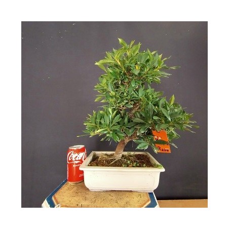 Gardenia 2