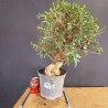 Acebuche 2