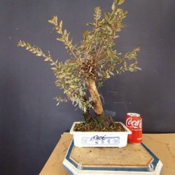 Mirto 5