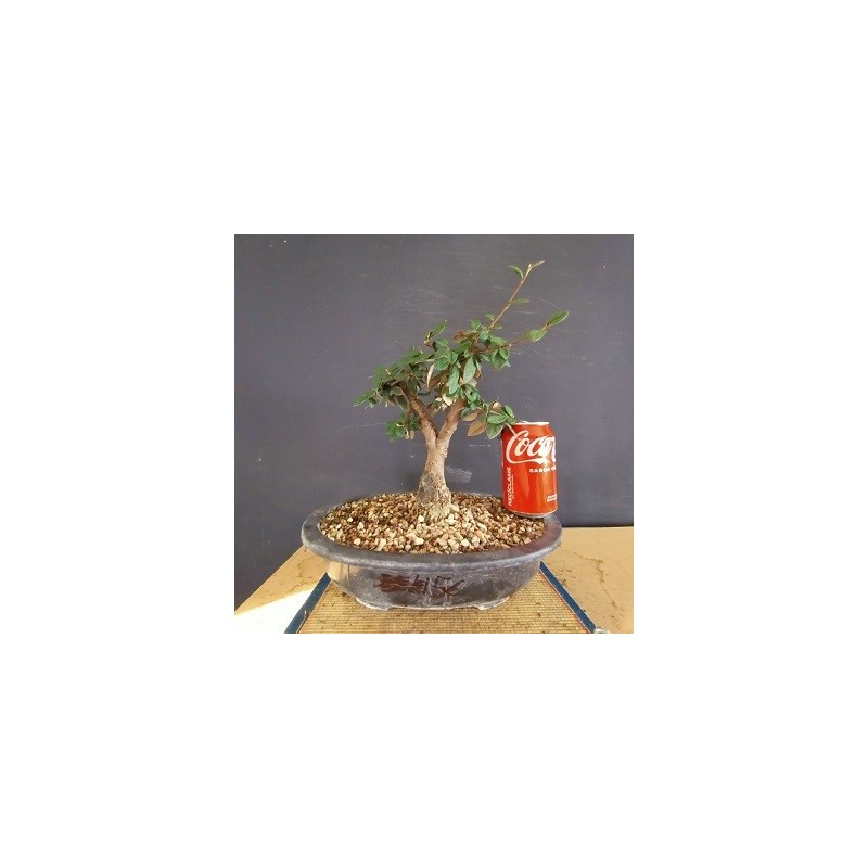 Cotoneaster 1