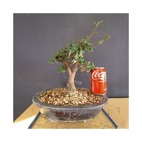 Cotoneaster 1