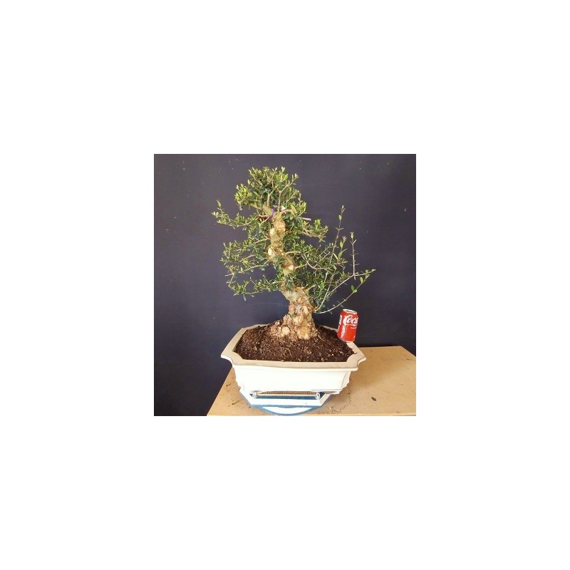 Acebuche 1