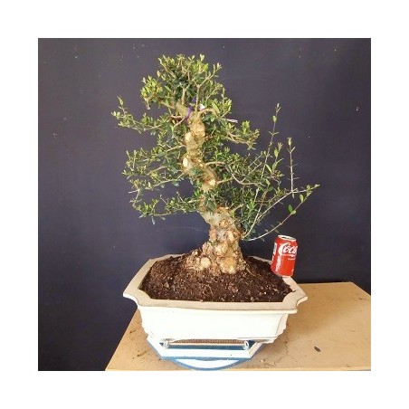 Acebuche 1