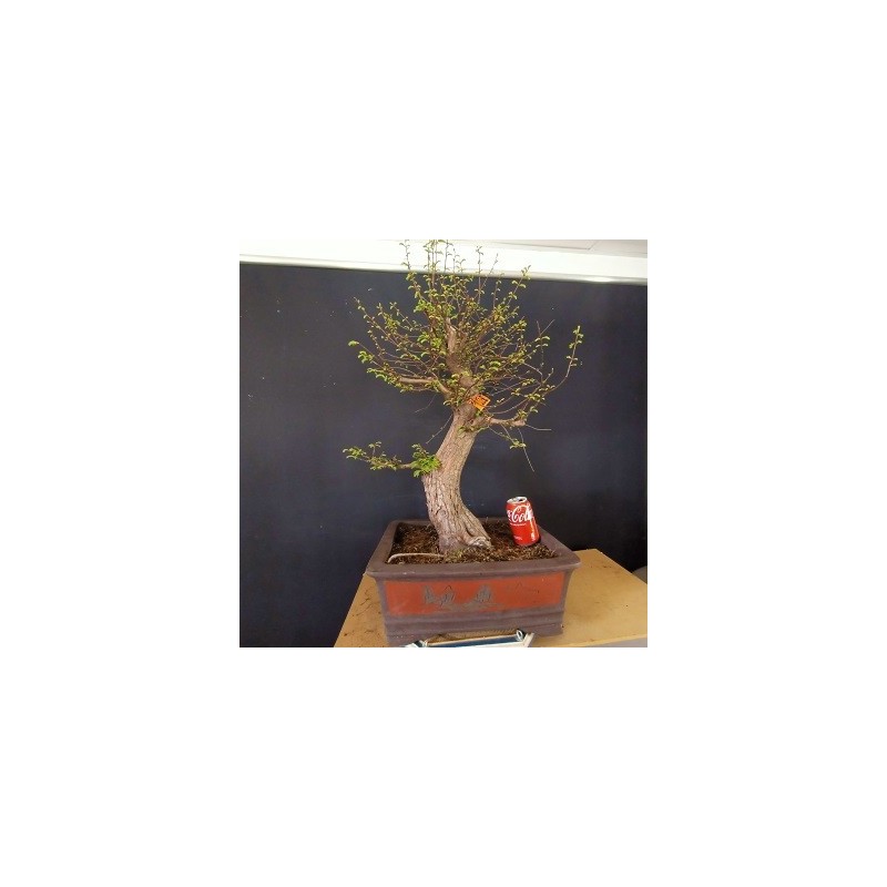 Metasequoia 1