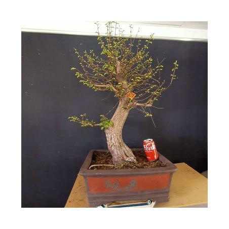 Metasequoia 1