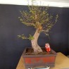 Metasequoia 1