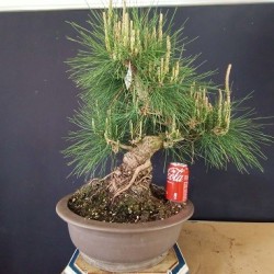 Pinus Tumbergii 4