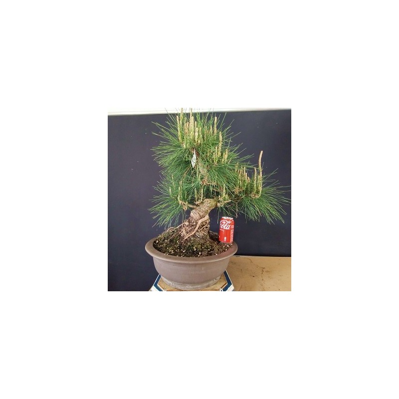 Pinus Tumbergii 4