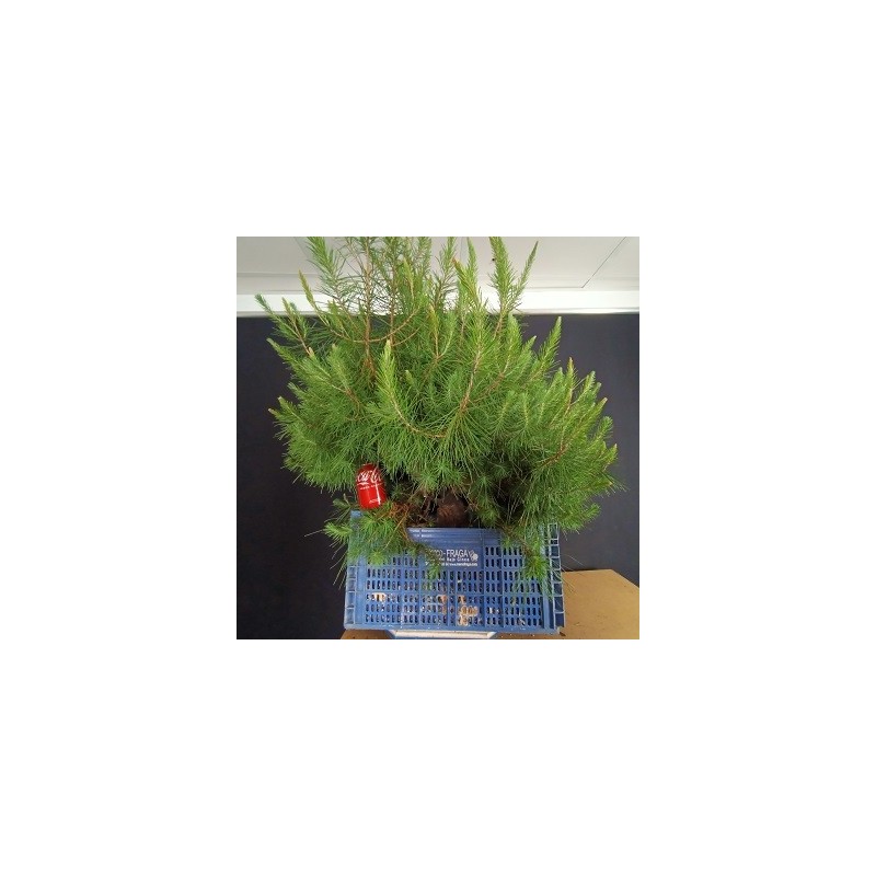 Pinus Halepensis 1