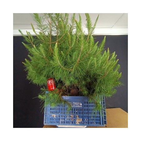Pinus Halepensis 1