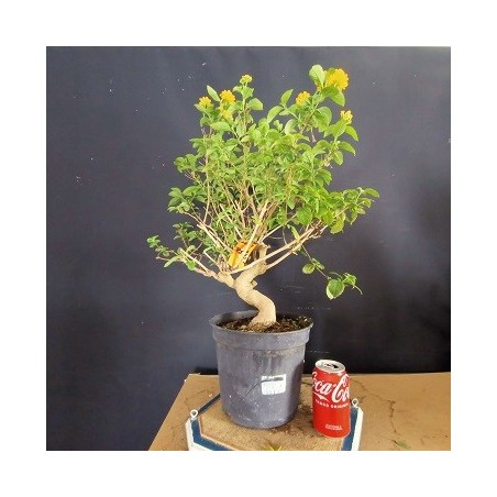 Lantana 1