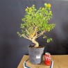 Lantana 1