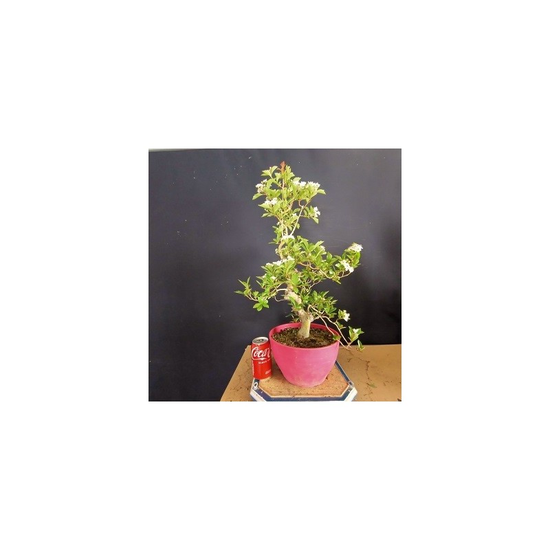 Crataegus 1
