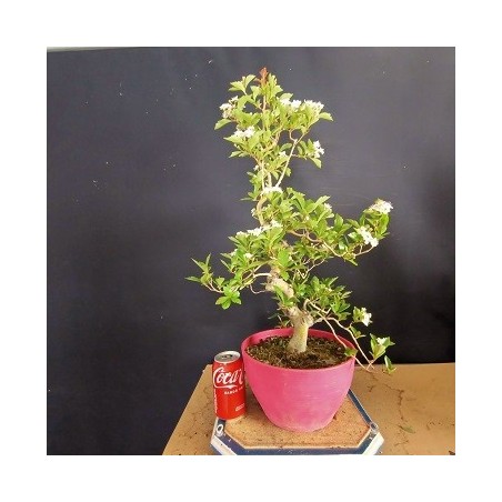 Crataegus 1