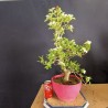Crataegus 1