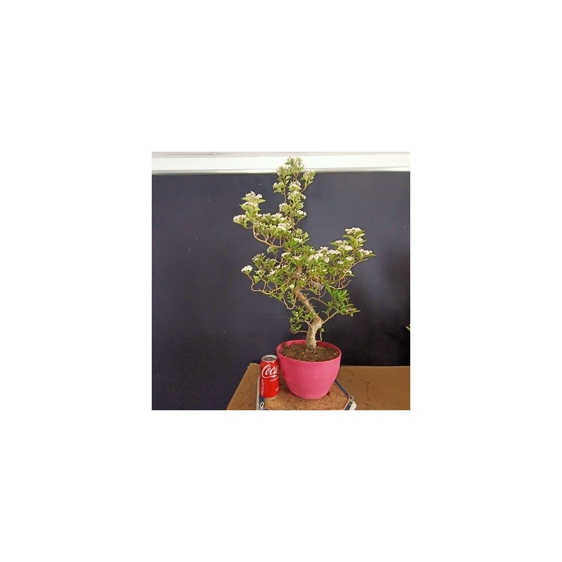 Crataegus 2