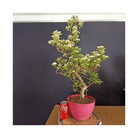 Crataegus 2