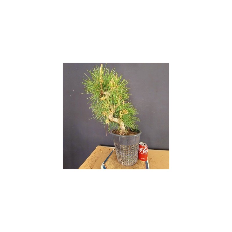 Pinus Tumbergii 6