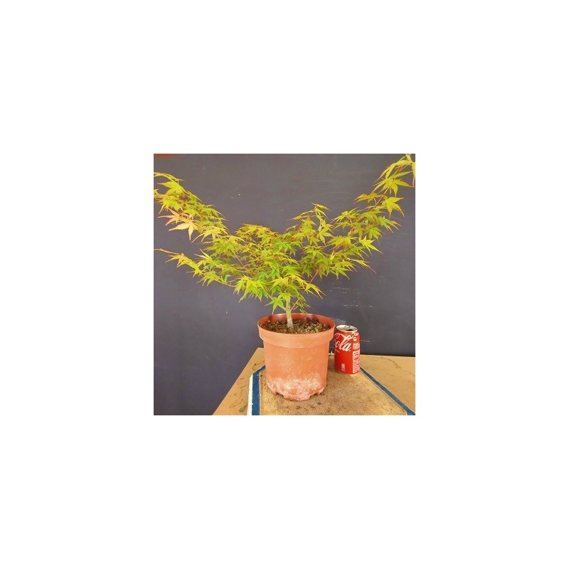 acer palmatum yamamomiji 4 acer palmatum yamamomiji 4