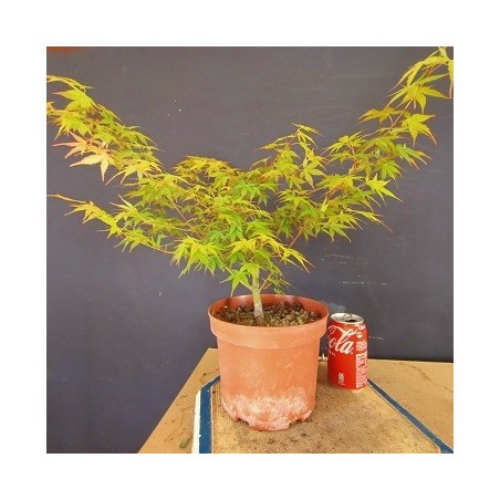 acer palmatum yamamomiji 4