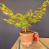 acer palmatum yamamomiji 4