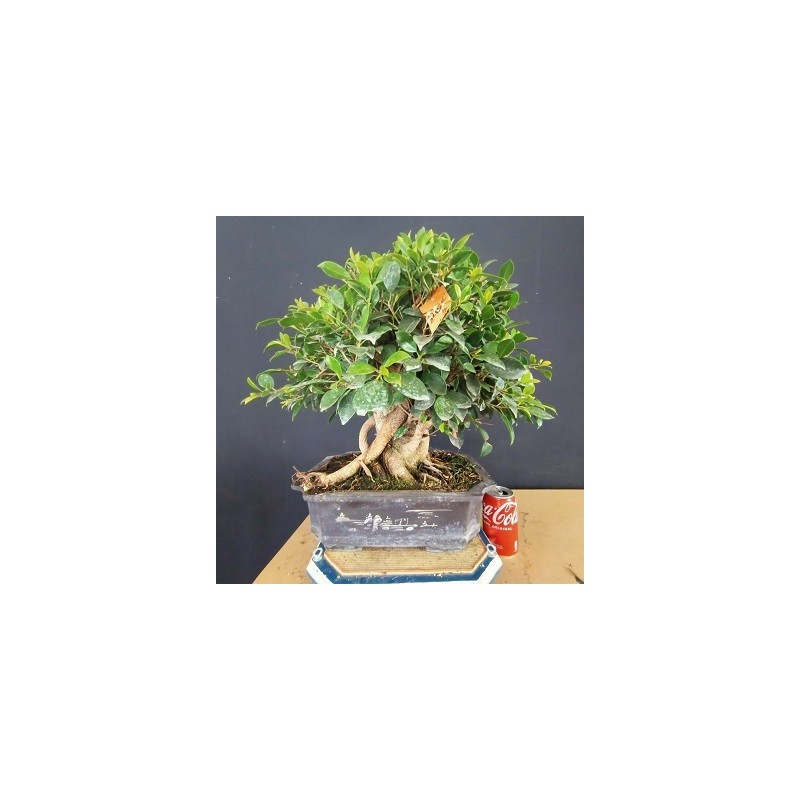 Ficus 2