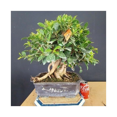 Ficus 2