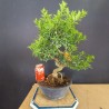 Citrus Myrtifolia 1