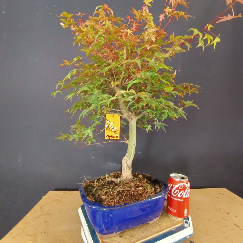 Acer Palmatum deshojo 3 Acer Palmatum deshojo 3