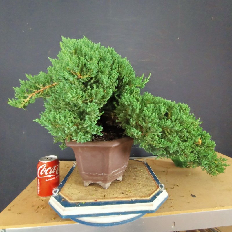 Juniperus Procumbens Nana 1