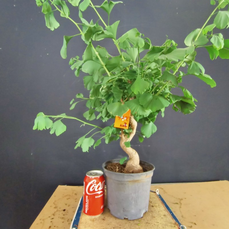 Ginkgo biloba 3