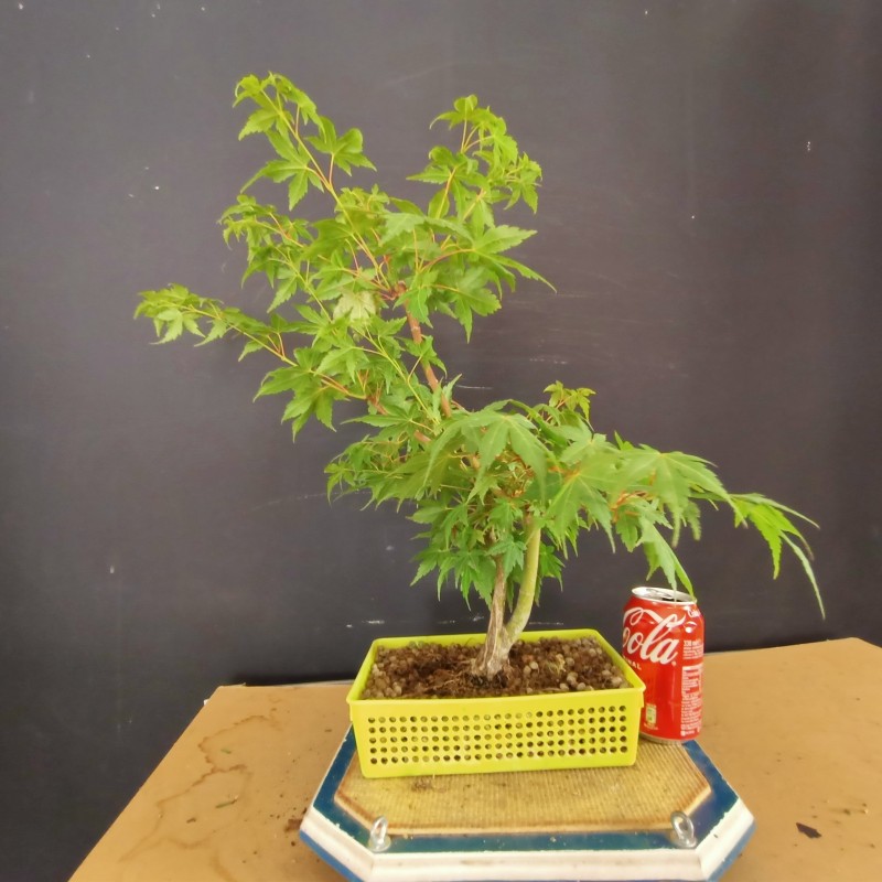 acer palmatum yamamomiji 6 acer palmatum yamamomiji 6