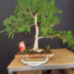 ficus 3