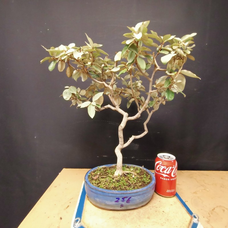 Eleagnus 5 Eleagnus 5