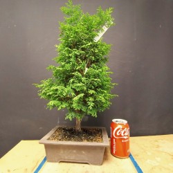 Chamaecyparis 1